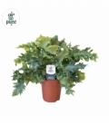 Phlebodium