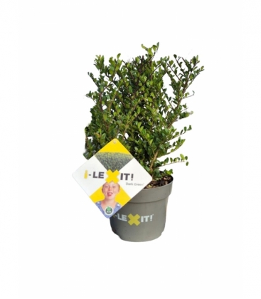 Ilex