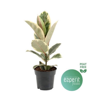 Ficus