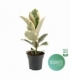 Ficus