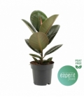 Ficus
