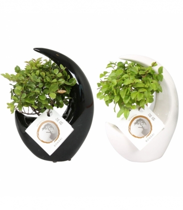Bonsai