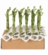 Dracaena
