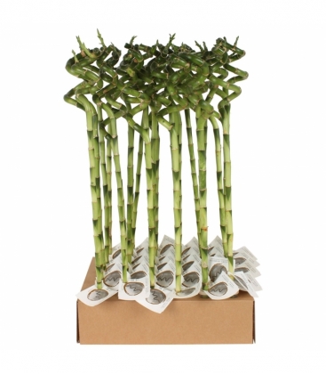 Dracaena