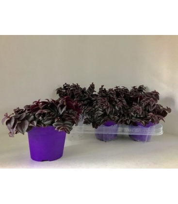 Tradescantia