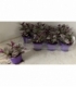Tradescantia