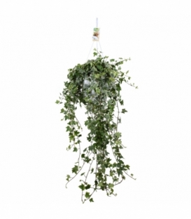 Hedera
