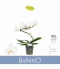 Phalaenopsis