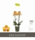 Phalaenopsis