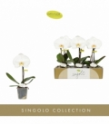 Phalaenopsis