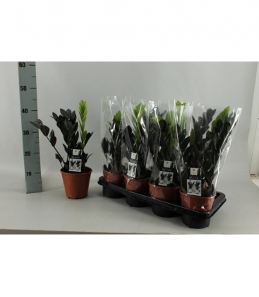 Zamioculcas