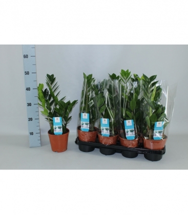 Zamioculcas