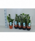 Zamioculcas