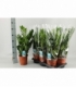 Zamioculcas