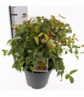 Nandina