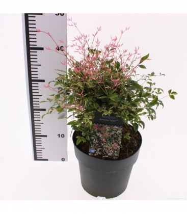 Nandina