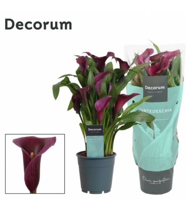 Zantedeschia