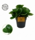 Peperomia