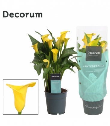 Zantedeschia
