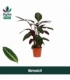 Calathea