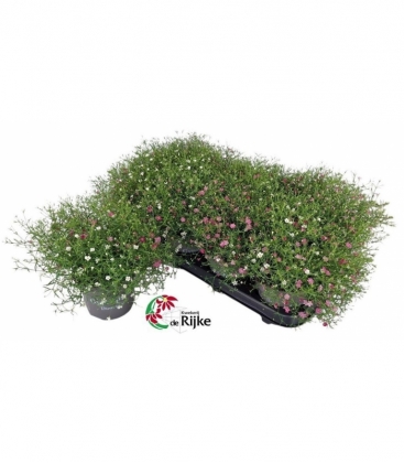 Gypsophila