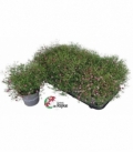 Gypsophila