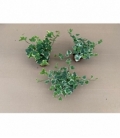 Hedera