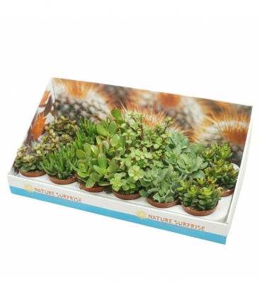 Crassula