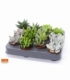 succulents