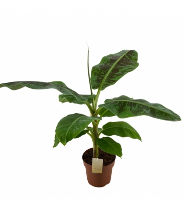 Musa