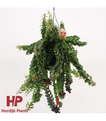 Aeschynanthus