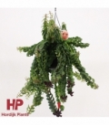 Aeschynanthus