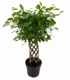 Ficus