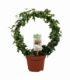 Hedera