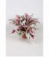 Begonia