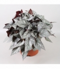 Begonia