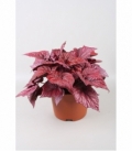 Begonia