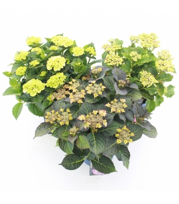 Hydrangea