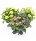 Hydrangea