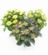 Hydrangea