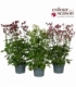 Astrantia
