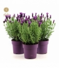 Lavandula