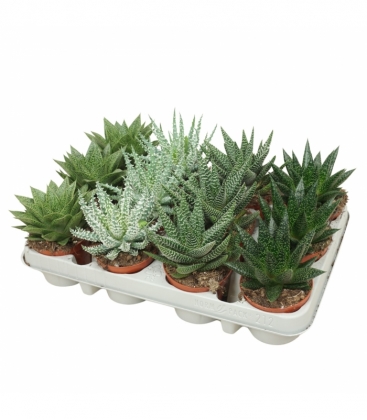 Aloe