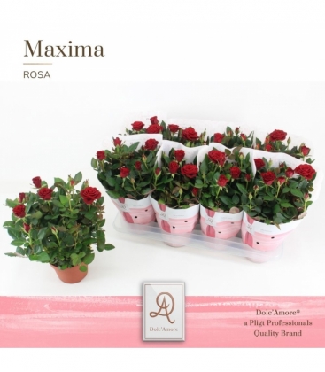 Rosa