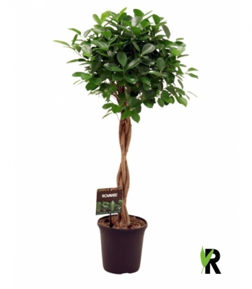Ficus