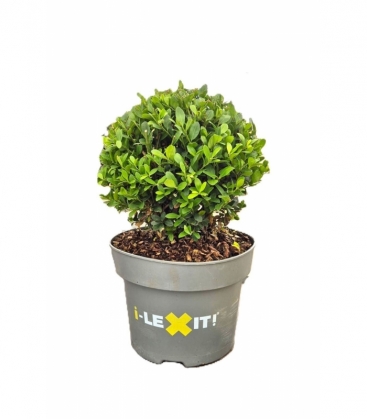 Ilex