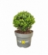 Ilex