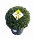 Ilex