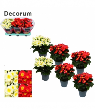 Begonia