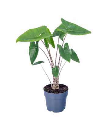 Alocasia